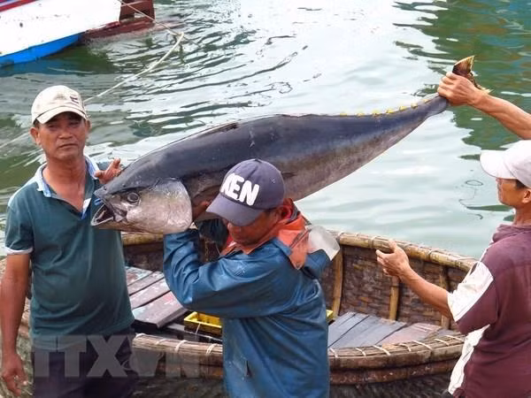Vietnam’s seafood exports up 8 percent last year ảnh 1