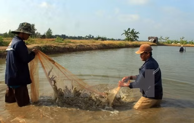 Ca Mau strives for 1.2 billion USD in export turnover in 2020 ảnh 1