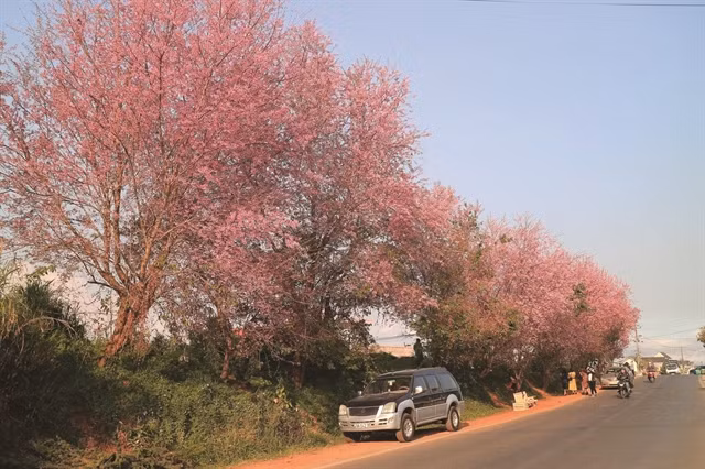 Cherry blossoms warm up Da Lat’s winter ảnh 1