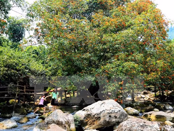 48 rare animals released into Phong Nha – Ke Bang National Park ảnh 1