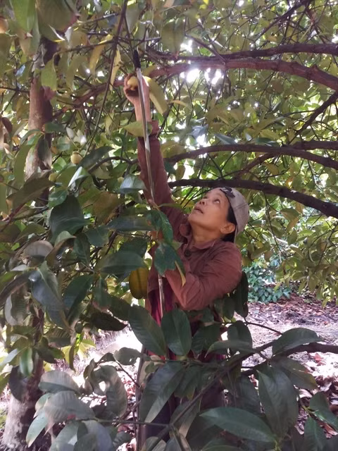 Farmers in Binh Duong see bumper mangosteen harvest ảnh 1 Farmers in Binh Duong see bumper mangosteen harvest ảnh 1