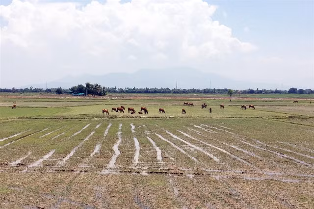 Ninh Thuan farmers lack water, leave 1,500ha of fields fallow ảnh 1