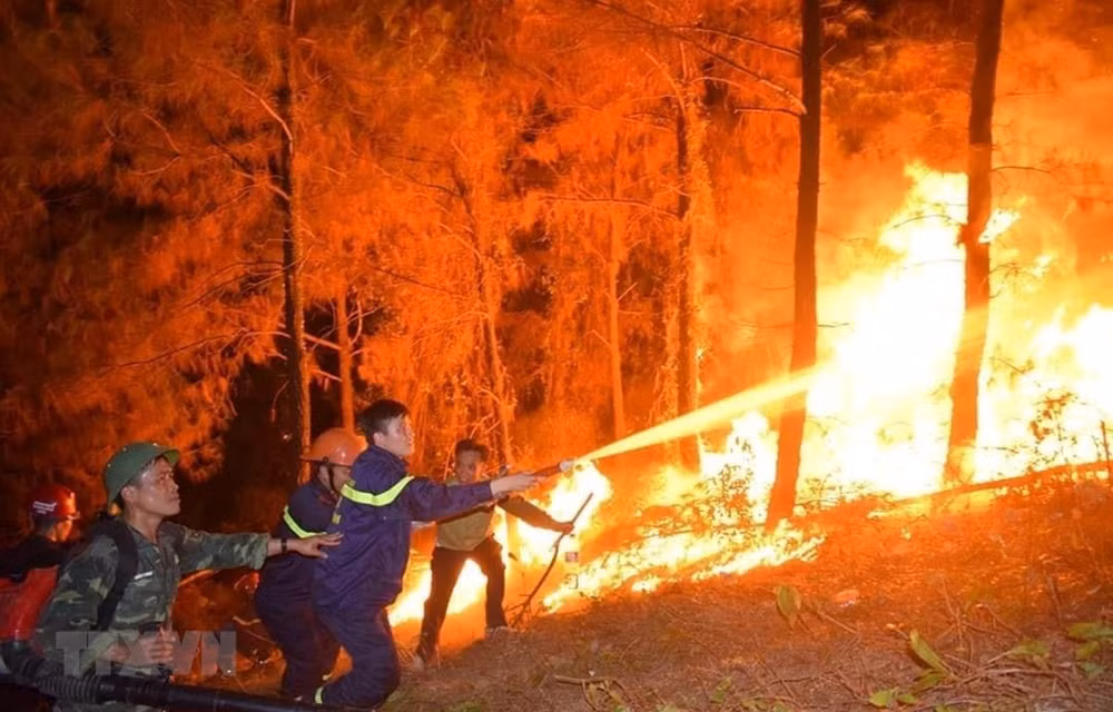 Forest fires engulf over 100 hectares ảnh 1