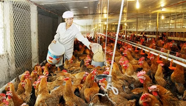 Vietnam's animal feed imports jump to 3.1 billion USD ảnh 1