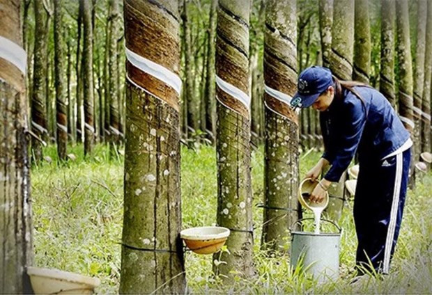 Thailand becomes world's top rubber exporter | Vietnam+ (VietnamPlus) Thailand becomes world's top rubber exporter | Vietnam+ (VietnamPlus)