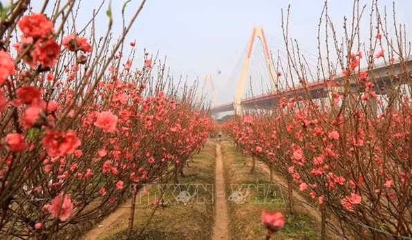 Peach blossoms - a symbol of Lunar New Year ảnh 1 Peach blossoms - a symbol of Lunar New Year ảnh 1