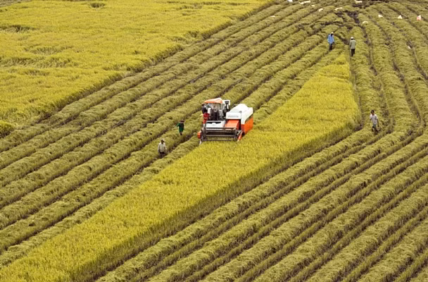 Mekong Delta steering committee for agriculture, rural development established ảnh 1