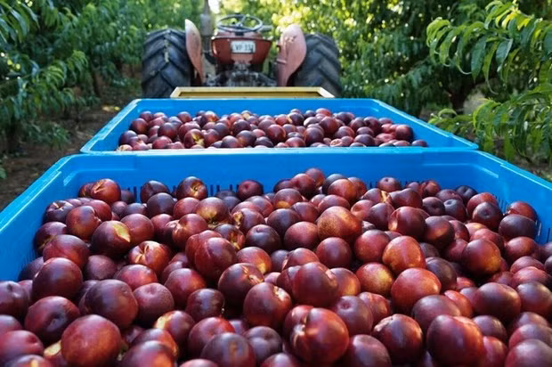 Australia to export peaches and nectarines to Vietnam ảnh 1