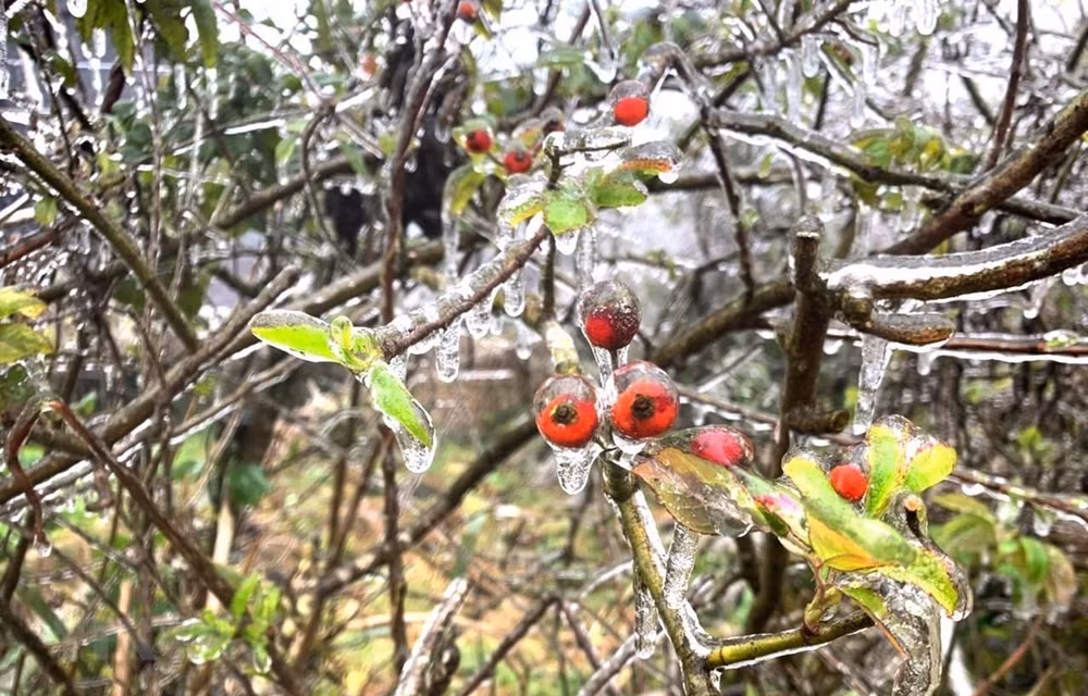 Bitter cold in northern region to linger until February 22 ảnh 1 Bitter cold in northern region to linger until February 22 ảnh 1