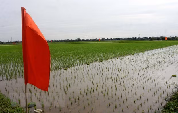 Project to upgrade rice value chain in Red River Delta launched in Thai Binh ảnh 1