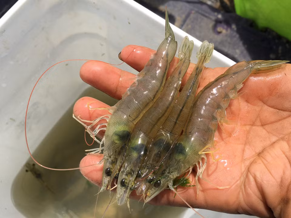 Disease takes a heavy toll on Thai shrimp yields ảnh 1