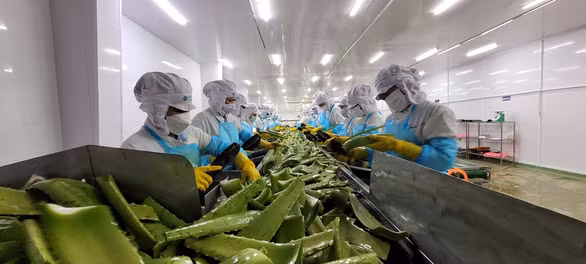 Agricultural exports expected to surge this year ảnh 1