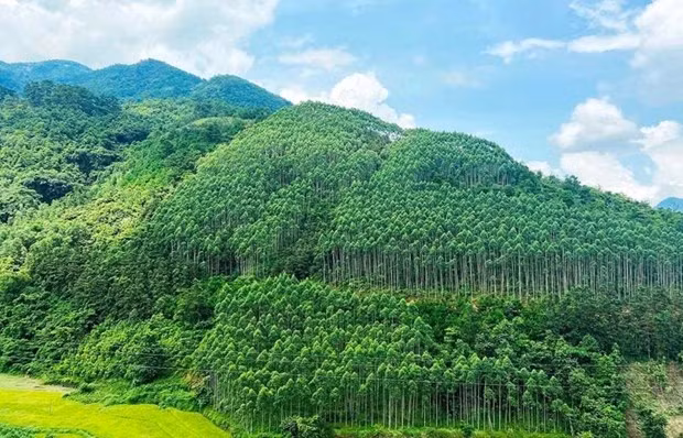Vietnam receives 51.5 million USD in carbon credits from WB ảnh 1