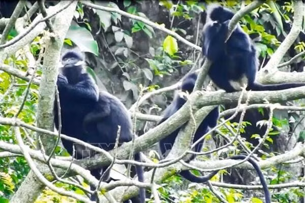 Hatinh langur spotted in Quang Tri ảnh 1