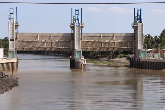 Saltwater intrusion threatens Mekong Delta rice crop ảnh 1