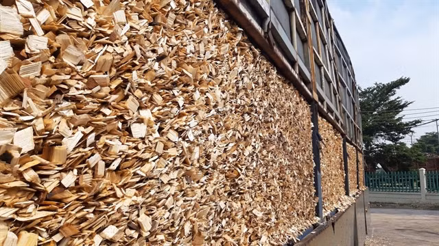 China becomes Vietnam's largest wood chip export market ảnh 1