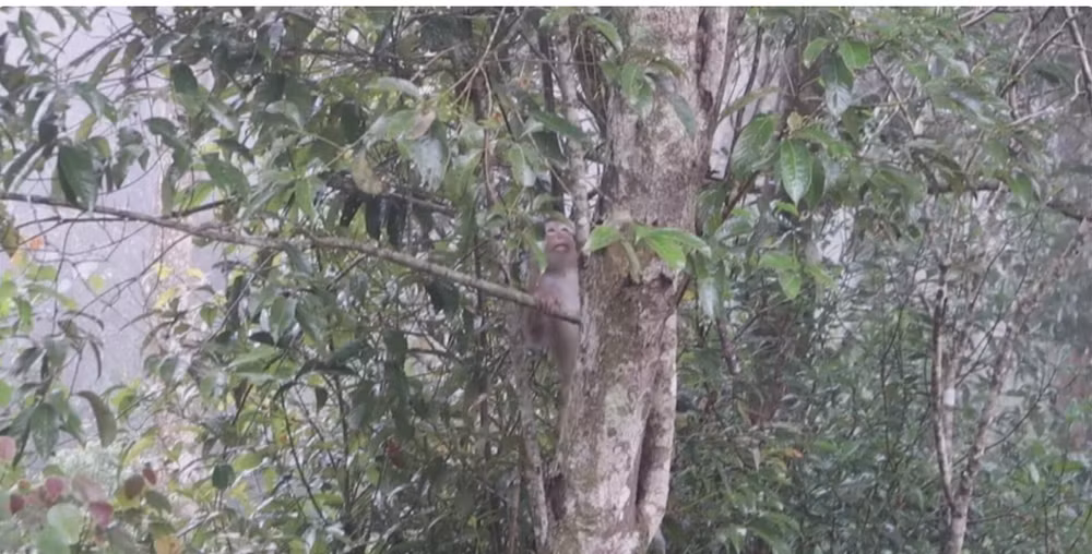 National park releases rare wild animals back to the wild ảnh 1 National park releases rare wild animals back to the wild ảnh 1