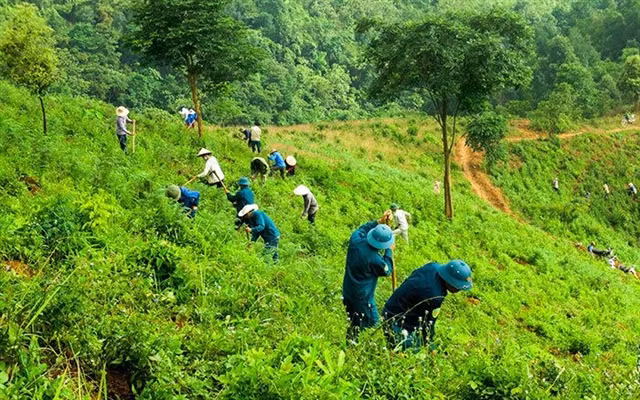 Project to develop multi-use values of forest ecosystem to 2030 approved ảnh 1