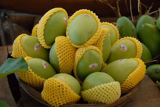 Domestic mango exporters share experience ảnh 1