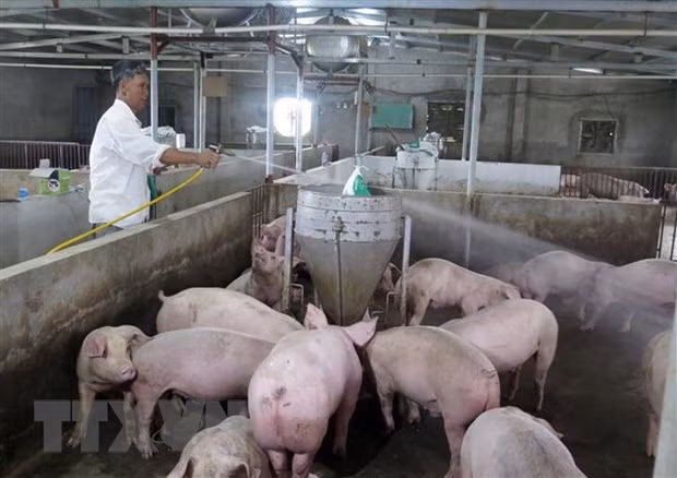 Firm helps Laos build livestock information system for epidemic control ảnh 1