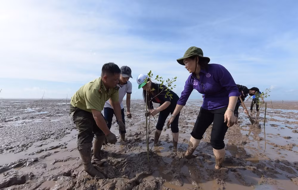 Submerged forests important to easing natural disasters: Deputy Minister ảnh 1