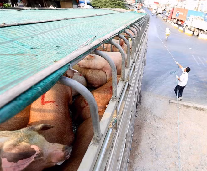 Southern localities on alert for African swine fever ảnh 1 Southern localities on alert for African swine fever ảnh 1