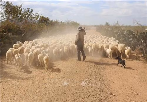 Ninh Thuan livestock farmers struggle to feed animals due to drought ảnh 1