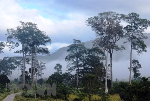 Efforts made to conserve biodiversity at Phuoc Binh National Park ảnh 1