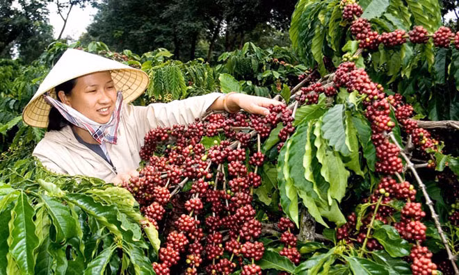 Internal, external factors challenge Vietnam’s coffee exports ảnh 1