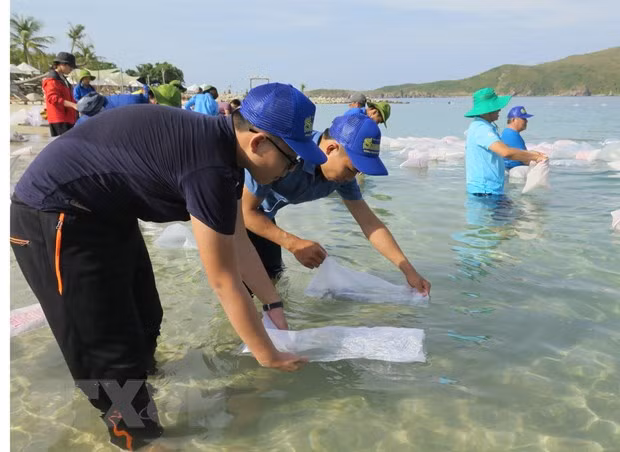 Nha Trang releases fries to regenerate aquatic resources ảnh 1