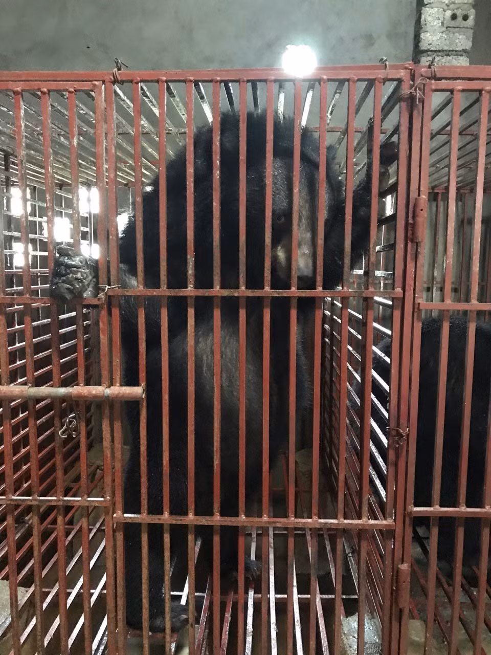 Nghe An: Three bears sent to Ninh Binh bear protection centre ảnh 1