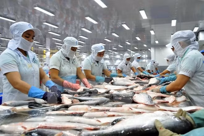 Tra fish industry looks to keep growth momentum ảnh 1