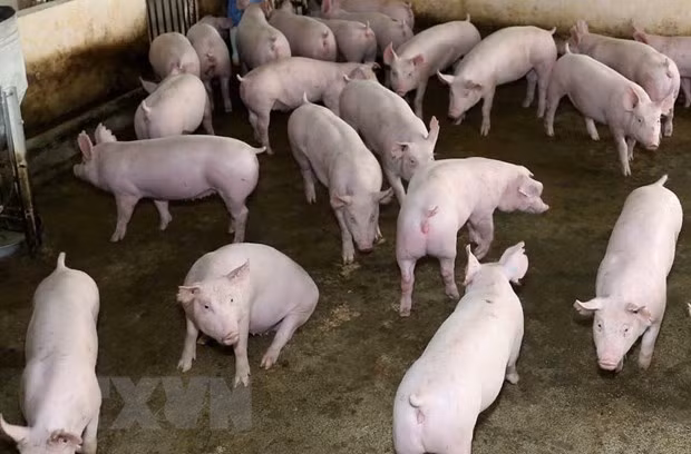 Second district of Ninh Binh free from African swine fever ảnh 1