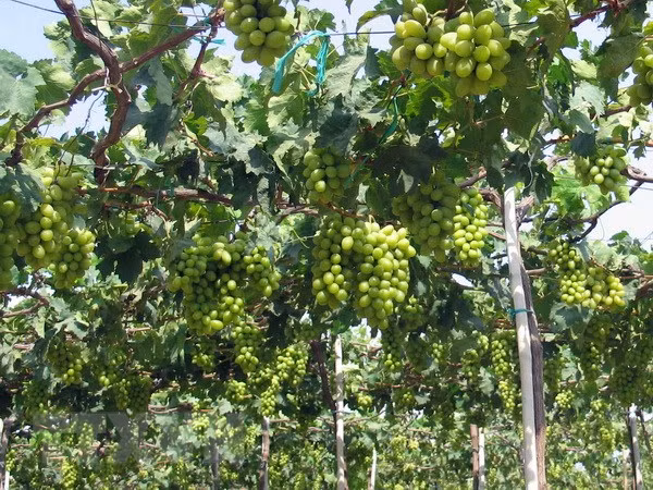 Ninh Thuan to link grape growing to sustainable practices ảnh 1