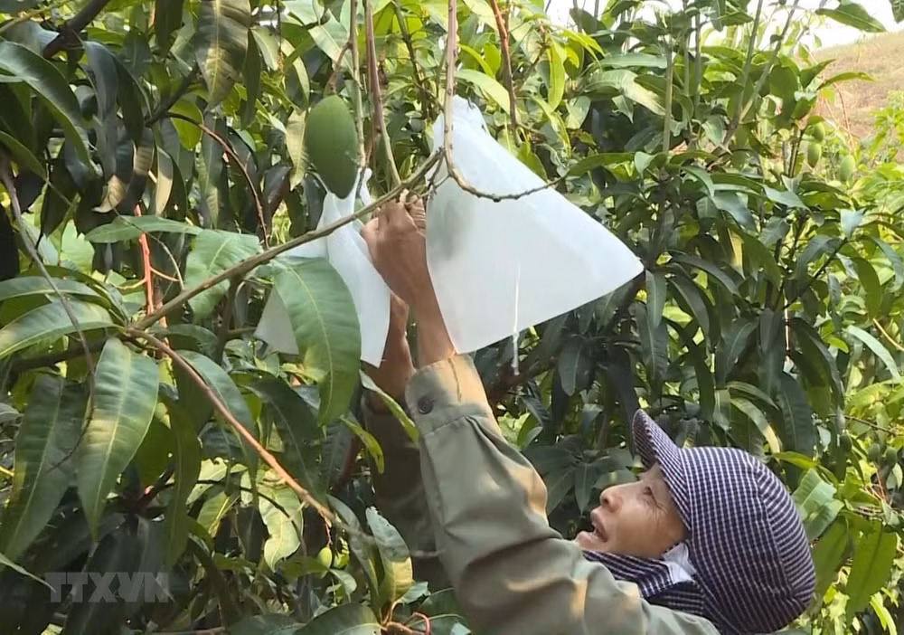 An Giang to export mangoes to US in June ảnh 1
