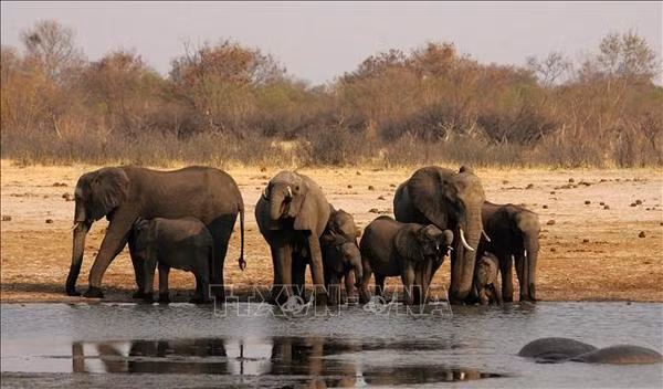 Short film calls for report on wildlife violations ảnh 1