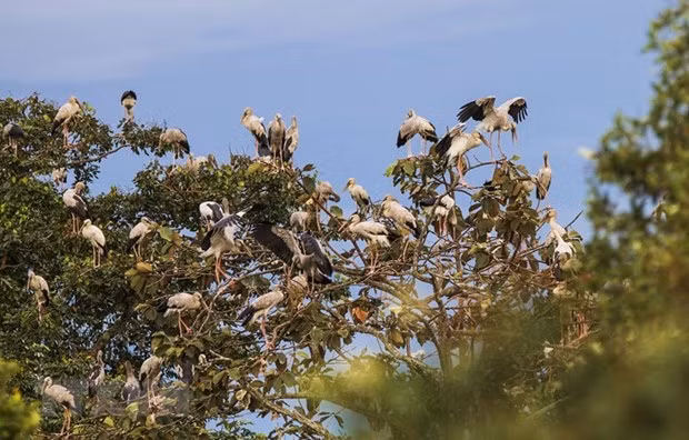 More protection of wild birds needed during migration season ảnh 1