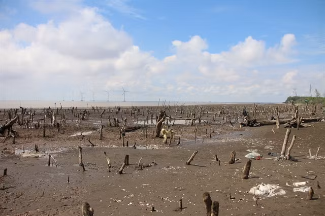 Ben Tre faces increasing erosion ảnh 1