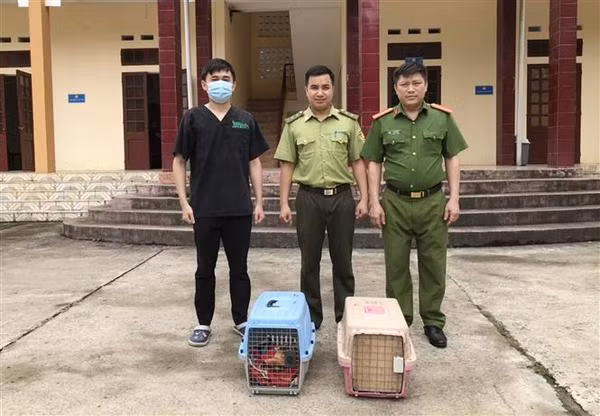 Two rare Owston's palm civets rescued in Ninh Binh ảnh 2