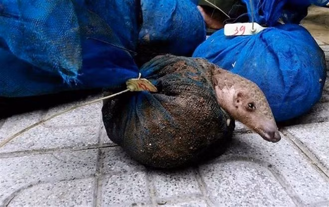 Illegal pangolin keepers caught in Quang Ninh ảnh 1
