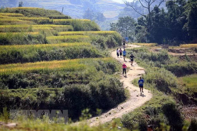 Over 3,100 runners compete in Sa Pa int’l mountain marathon ảnh 1