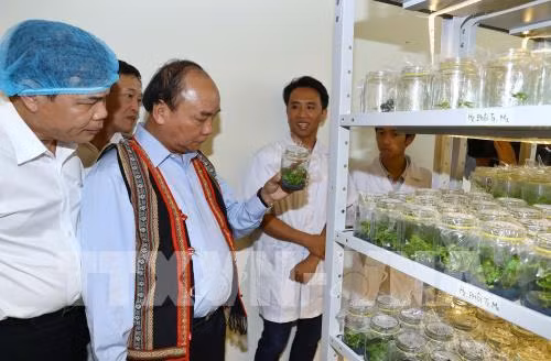 PM: Ngoc Linh ginseng should be competitive with global brands ảnh 2