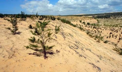 ‘Dead land’ replaced with greenery in Binh Thuan ảnh 1