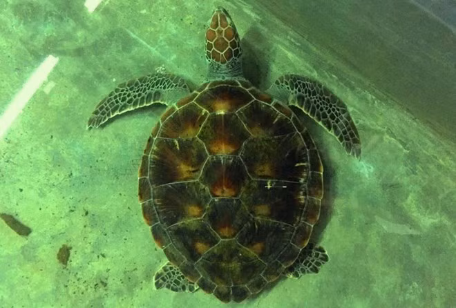 Vietnam strengthens protection of rare sea turtles ảnh 1