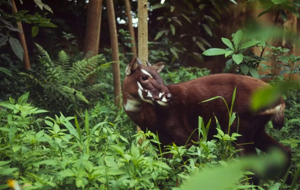 Nearly 7 bln VND for wildlife preservation in central Truong Son Range ảnh 1