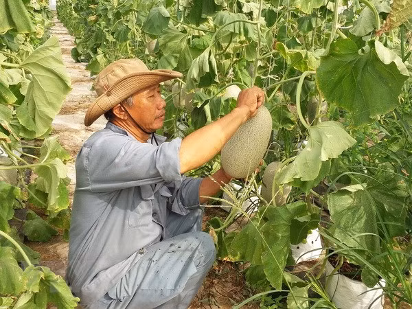 Vietnam, NZ agriculture ministers talk farm produce improvements ảnh 1