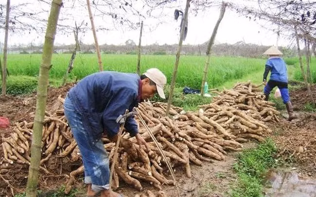 Vietnam exports less, but earns more from cassava ảnh 1