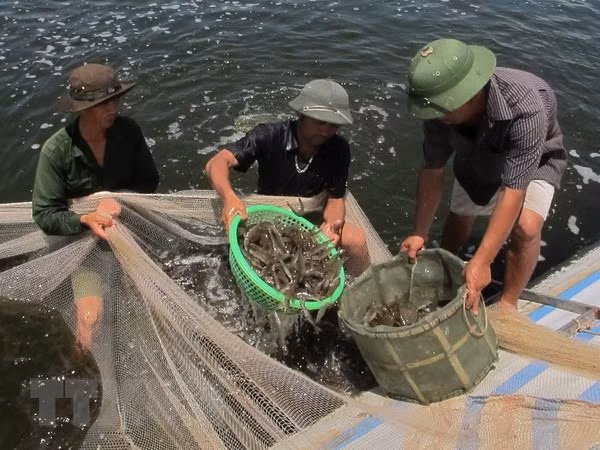 Khanh Hoa develops seafood, ecological protection ảnh 1