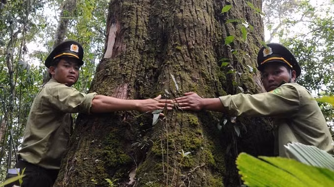 Precious trees recognised as heritage ảnh 1