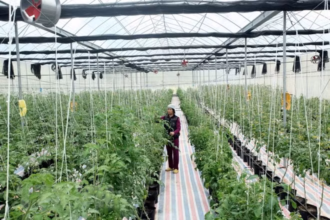 Sci-tech application key to developing smart agriculture ảnh 1